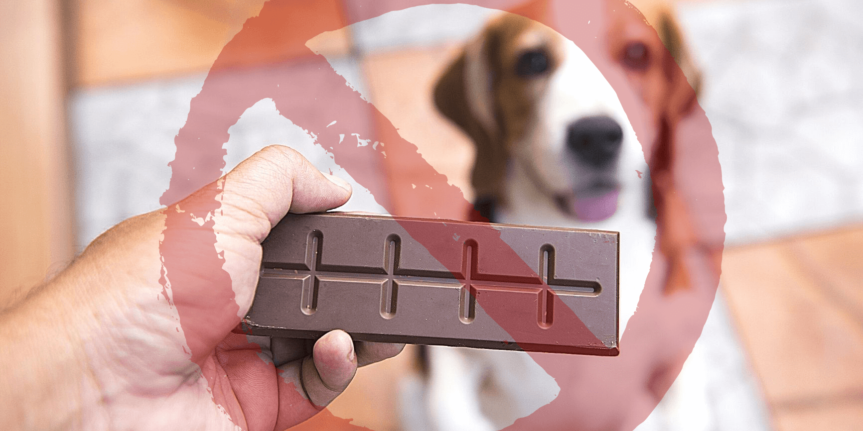pies i czekolada to złe połączenie